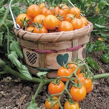Sungold Tomato Seeds for Planting - 100 pcs
